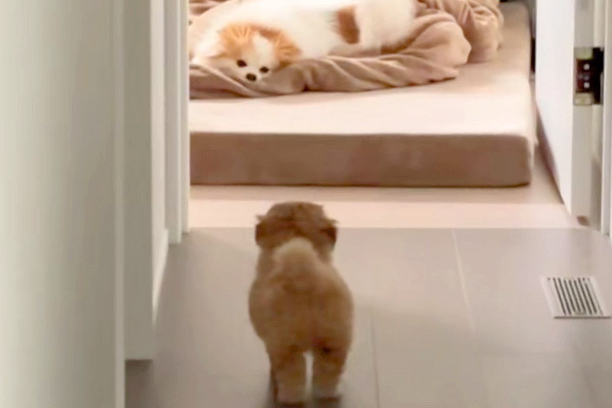 実家からやってきた犬が気になる『赤ちゃん犬』→警戒されてしまい…思わず守りたくなる行動が83万再生「怒り方も超絶可愛い」「キュンとした」