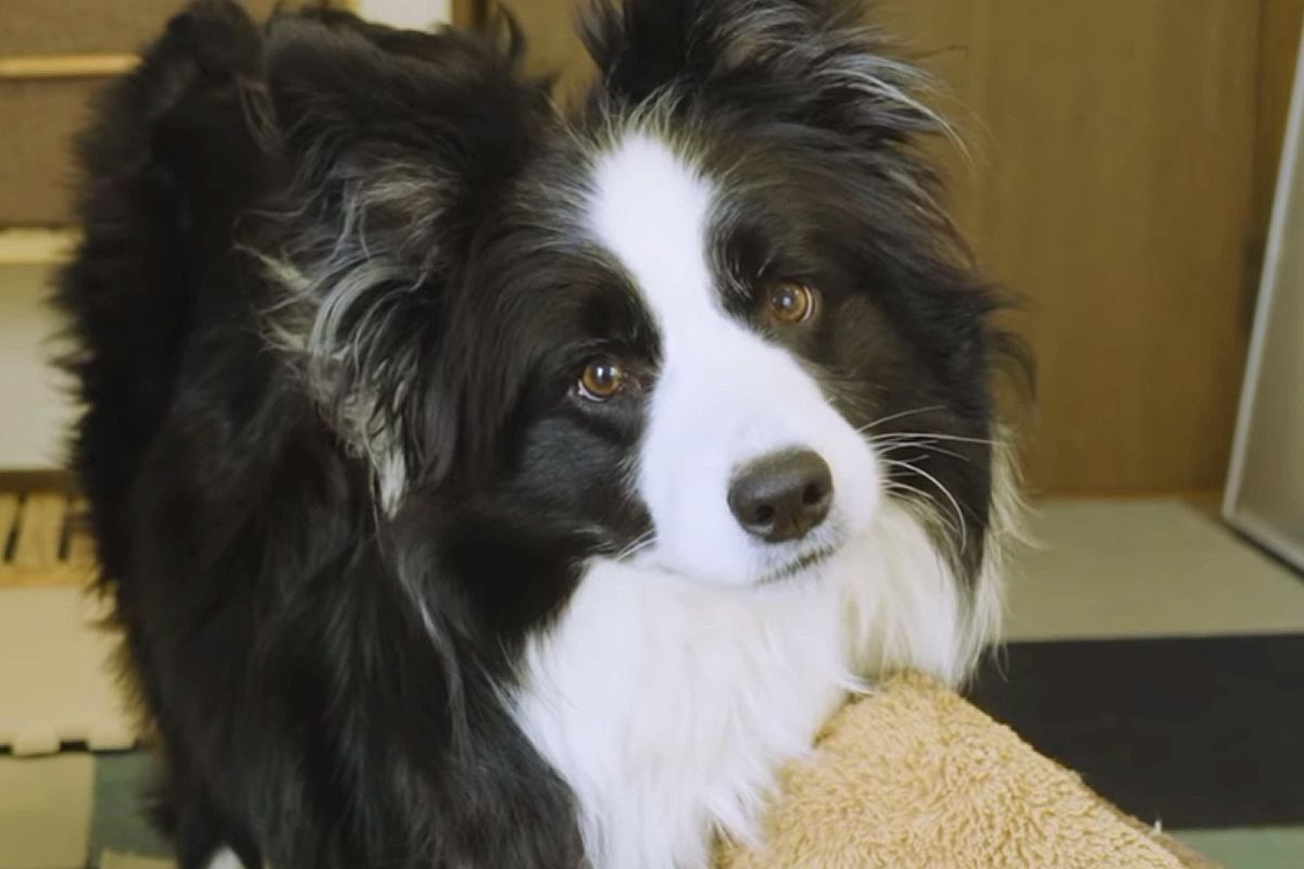 犬と一緒にお昼寝しようとしたら、『遊びたい！』と駄々をこねて…まるで5歳児のような光景に反響「可愛すぎ」「ボーダーコリーは人間説濃厚w」