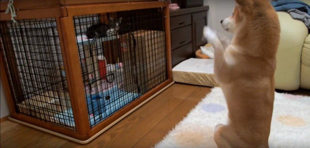 子猫と遊びたいあまりにお祈りを始めてしまう柴犬ちゃん