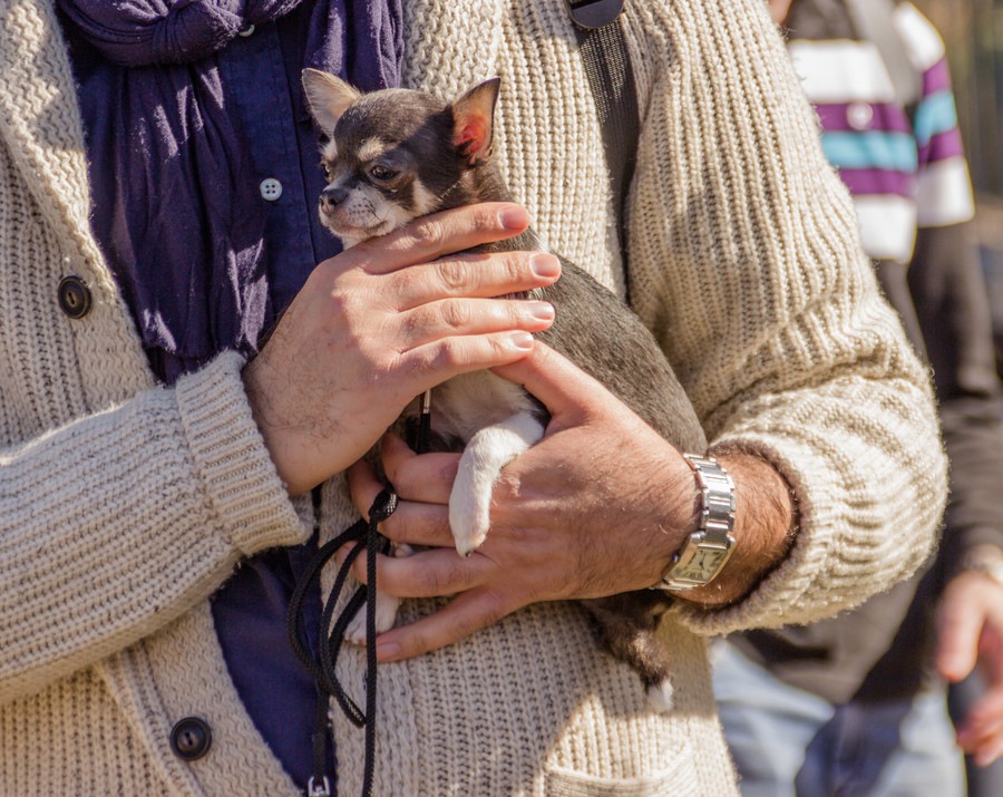 犬を人混みに連れて行く際の6つの注意点やマナー