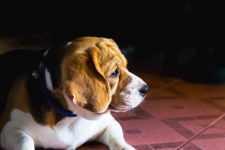 飼い主が体重過多の場合、犬も太りやすい？【研究結果】