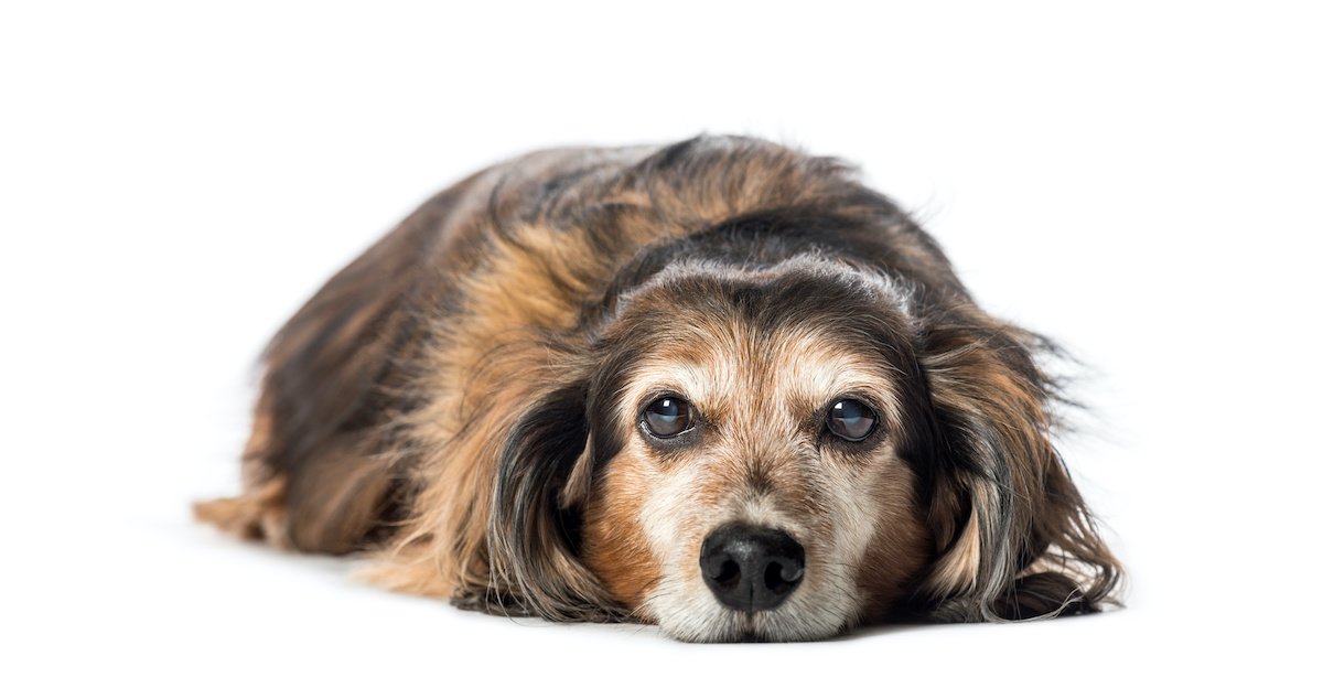 愛犬に介護が必要になった時の飼い主の心構え