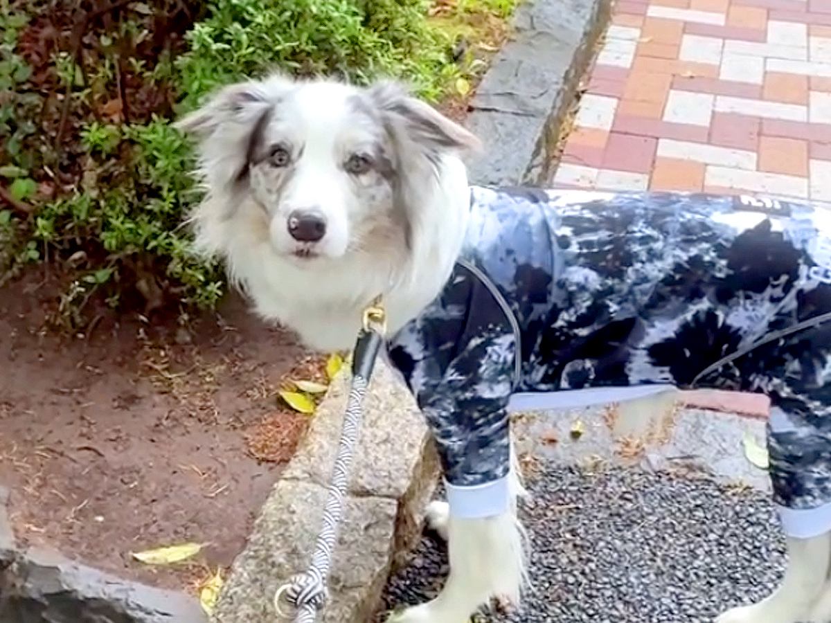 お父さんと散歩中、公園の異変に気付いた犬→『お水ないね』と問いかけたら…まさかの行動が39万再生「犬卒業したのかな」「天才過ぎる」と驚き