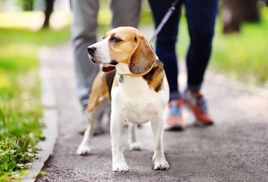 犬のオシッコは思っているよりも環境に悪影響かもしれない【研究結果】