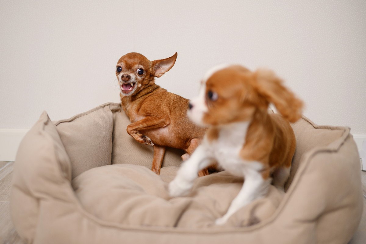 『犬見知りな犬』がよくする行動3つ　社交的な性格に育てるコツや飼い主がすべき配慮まで