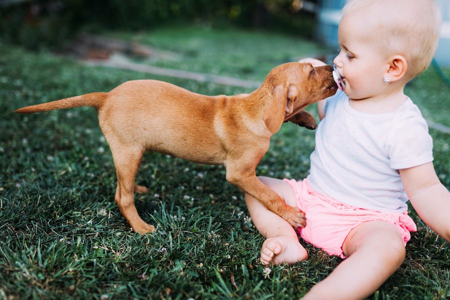 犬が人を舐める理由４選！どんな心理が隠されているの？