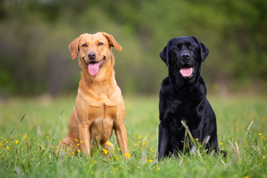 人とコミュニケーションをとるのが上手な犬の特徴６選