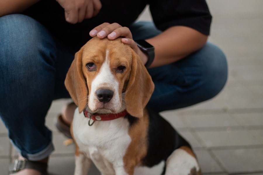 嫌がられる…！犬が『撫でるのを拒否』してくる時の心理3選