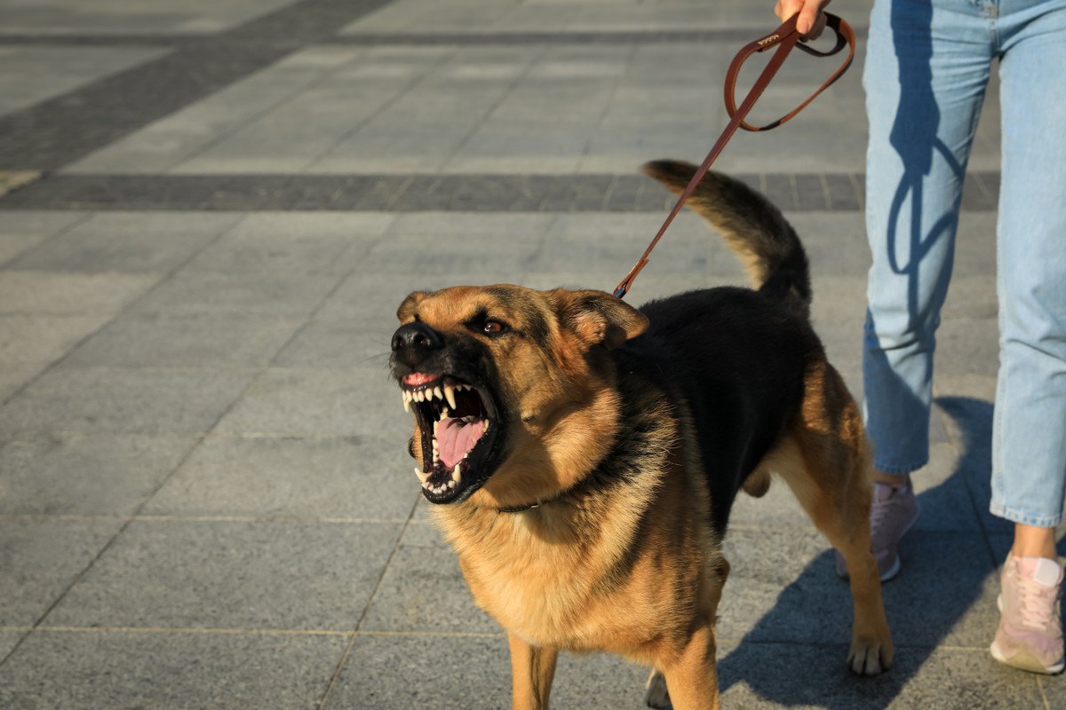 犬を『気付かないうち』に怒らせてしまう5つの行動！