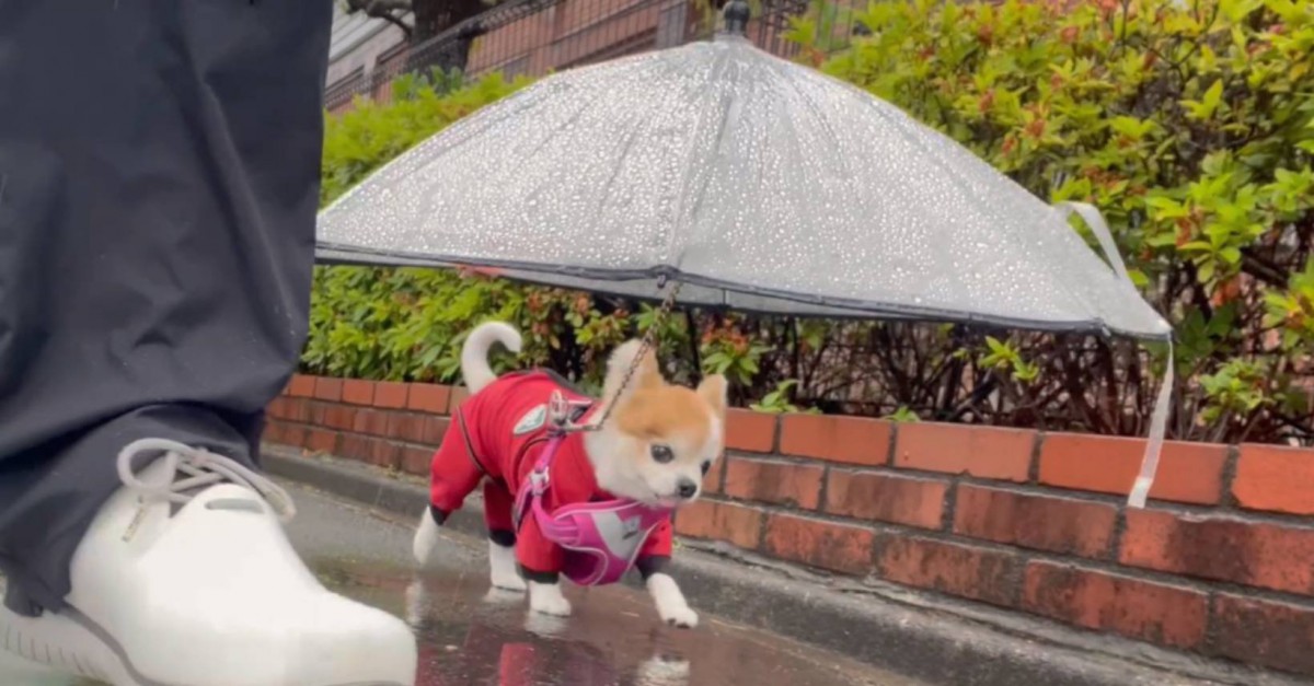 チワワさんの雨の日のお散歩スタイルがSNSで話題！