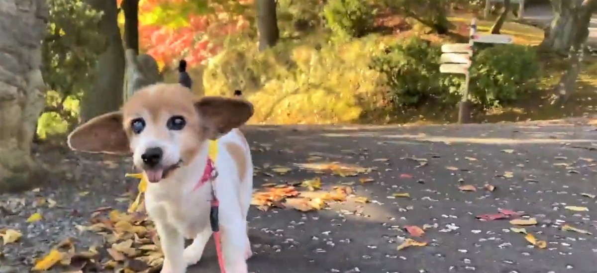 【秋のお散歩】16歳の犬さんの様子に思わず「あっ」と声が出ると話題！