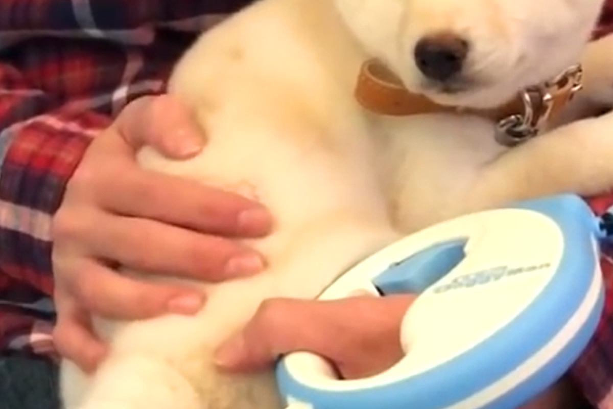 初めての病院で『不安な顔』になる子犬→3回目の通院で『また怖がるかな』と思ったら、先生に…『まさかの反応』が32万再生「全部が可愛い」