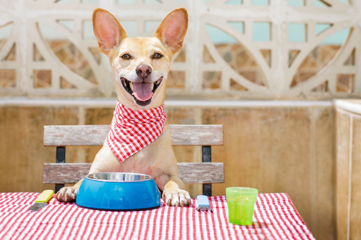 犬に味覚はあるの？美味しいと感じる食べ物ってなに？