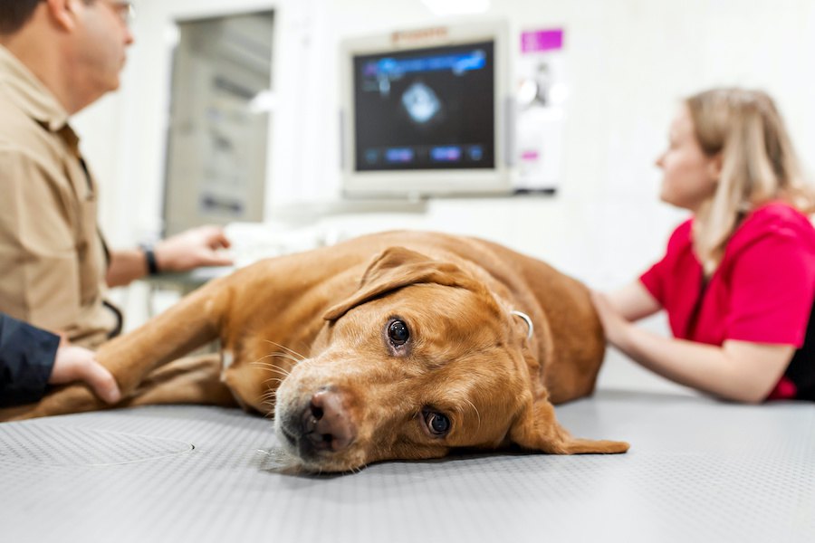 犬の血圧の正常値は？高血圧や低血圧の見極めや測定方法まで