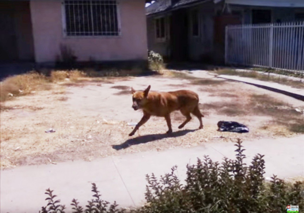 引っ越した飼い主に置き去りにされた犬の保護。賢い犬と人の知恵比べ！