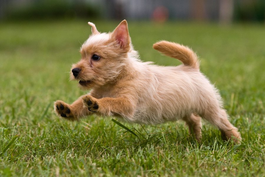 犬が突然走って伏せるときの心理３つ