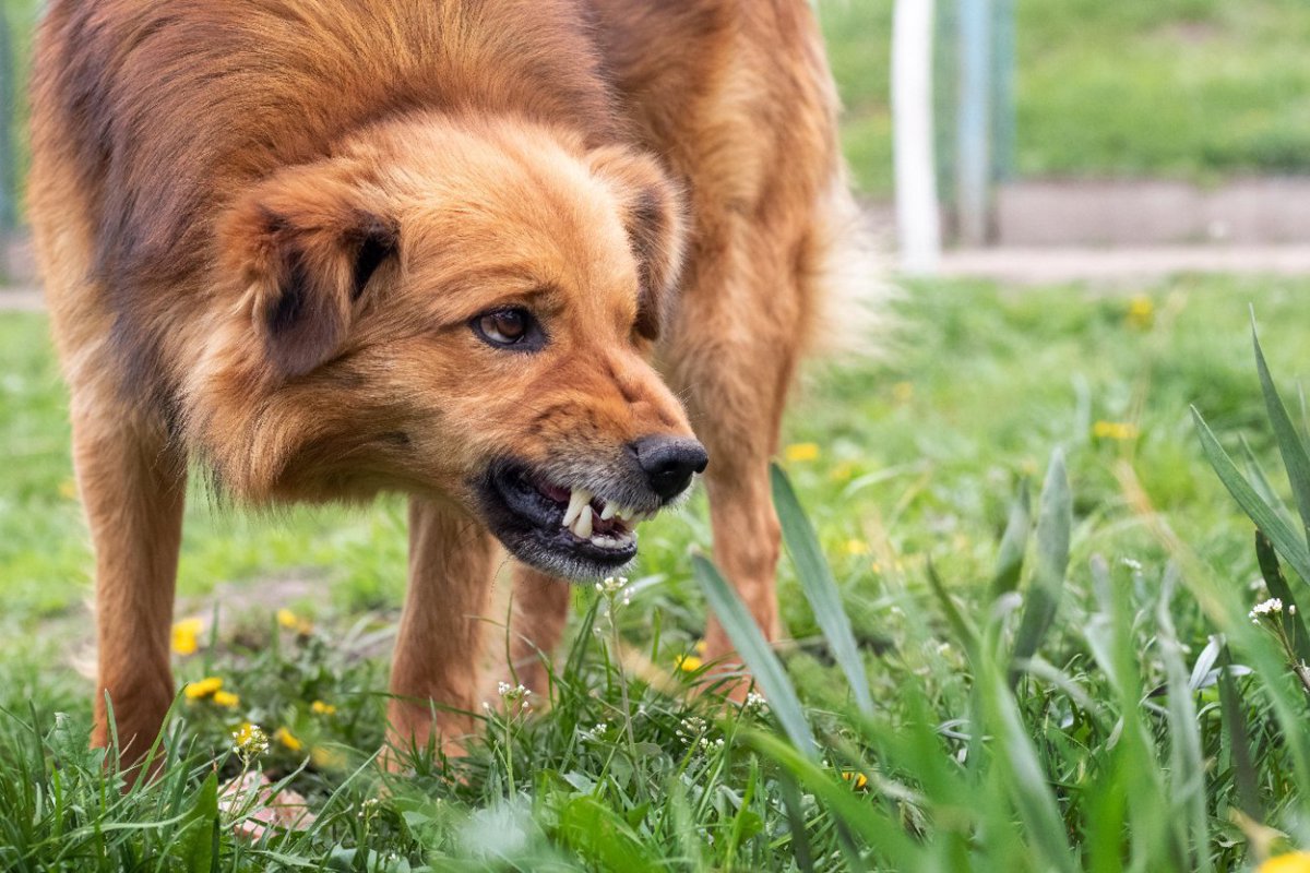 犬が怒っているときにみせる『5つのサイン』顔つきや態度でわかる愛犬の気持ちまで