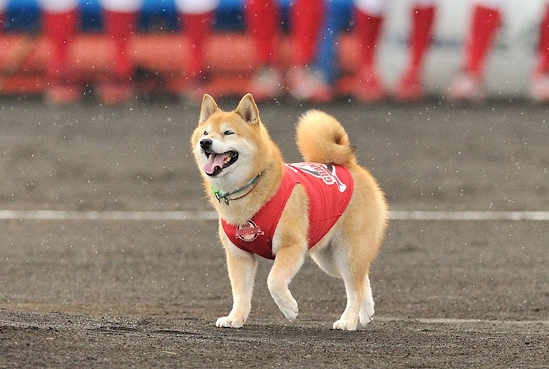 柴犬ベースボール犬わさび「日本動物大賞・審査委員特別賞」受賞！