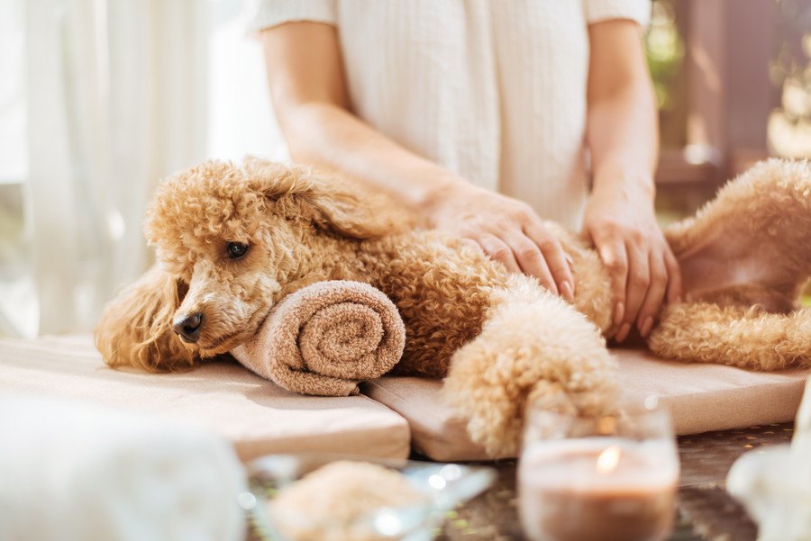 野生を忘れた犬が見せる８つの仕草