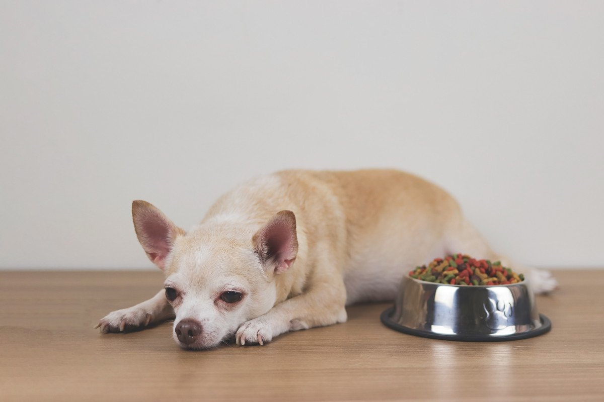 犬が暑さで食欲をなくしたときに試せる4つの工夫　元気を取り戻すコツから注意点まで解説