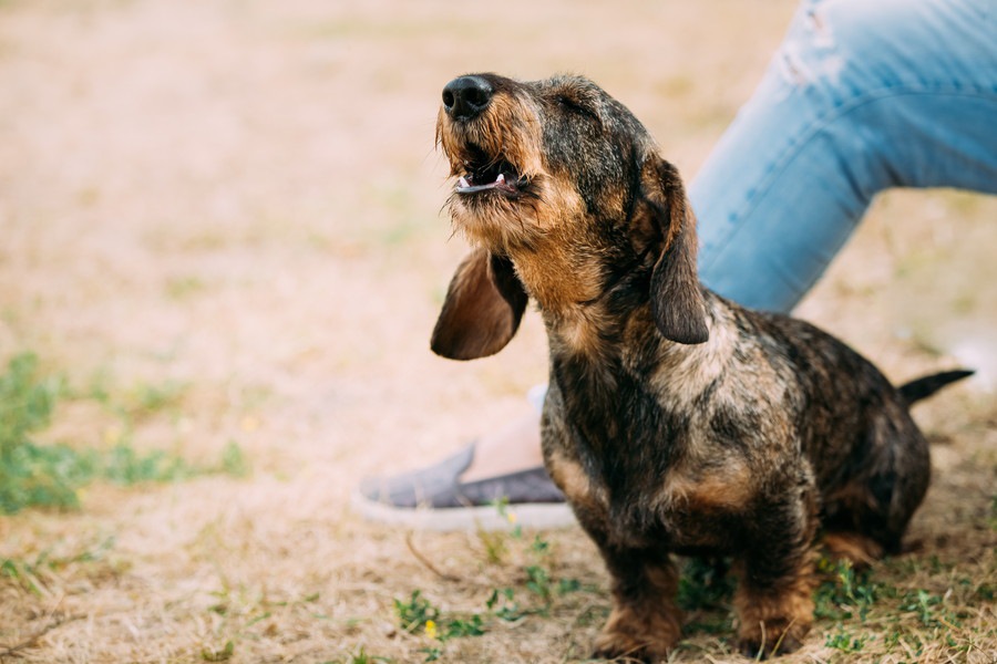 犬が遠吠えする理由とは？心理状態や止めさせる対処法