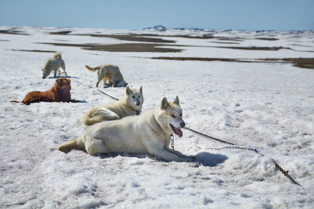 20世紀初頭の英国南極探検隊のソリ犬たちの食事内容【研究結果】