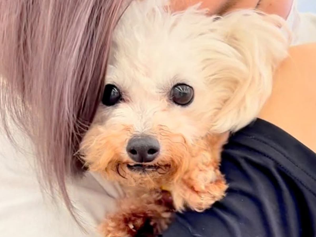 6年間繁殖犬として過ごし、声帯除去された犬→保護はうつ病の発症も…苦難を乗り越えた『現在の姿』が14万再生「幸せになって」とエールの声も