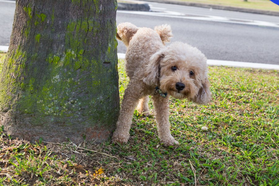 意外とある！犬の野性的な行動５つ