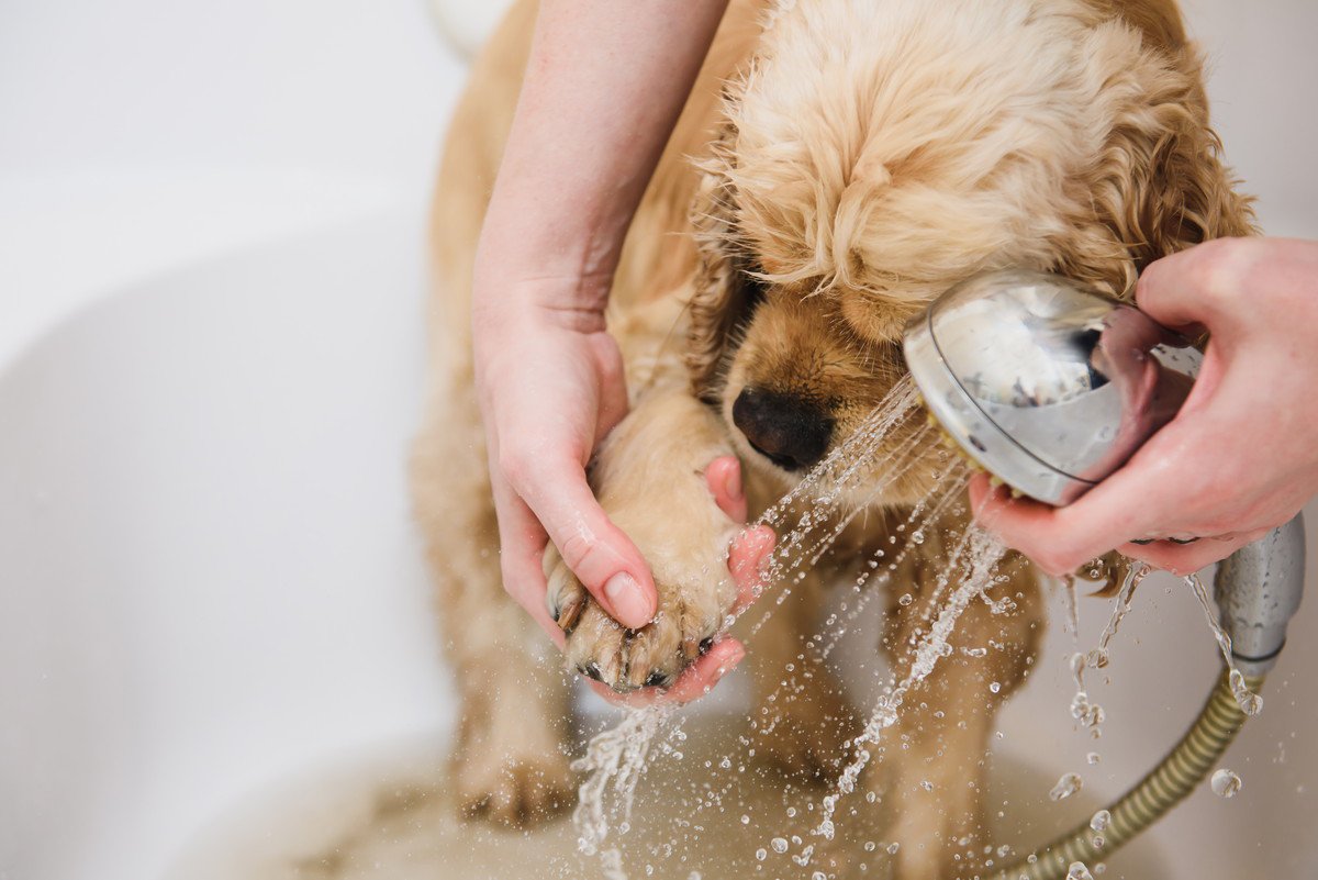 犬の散歩後に毎回足を洗っていませんか？実はNGな理由と正しい頻度とは