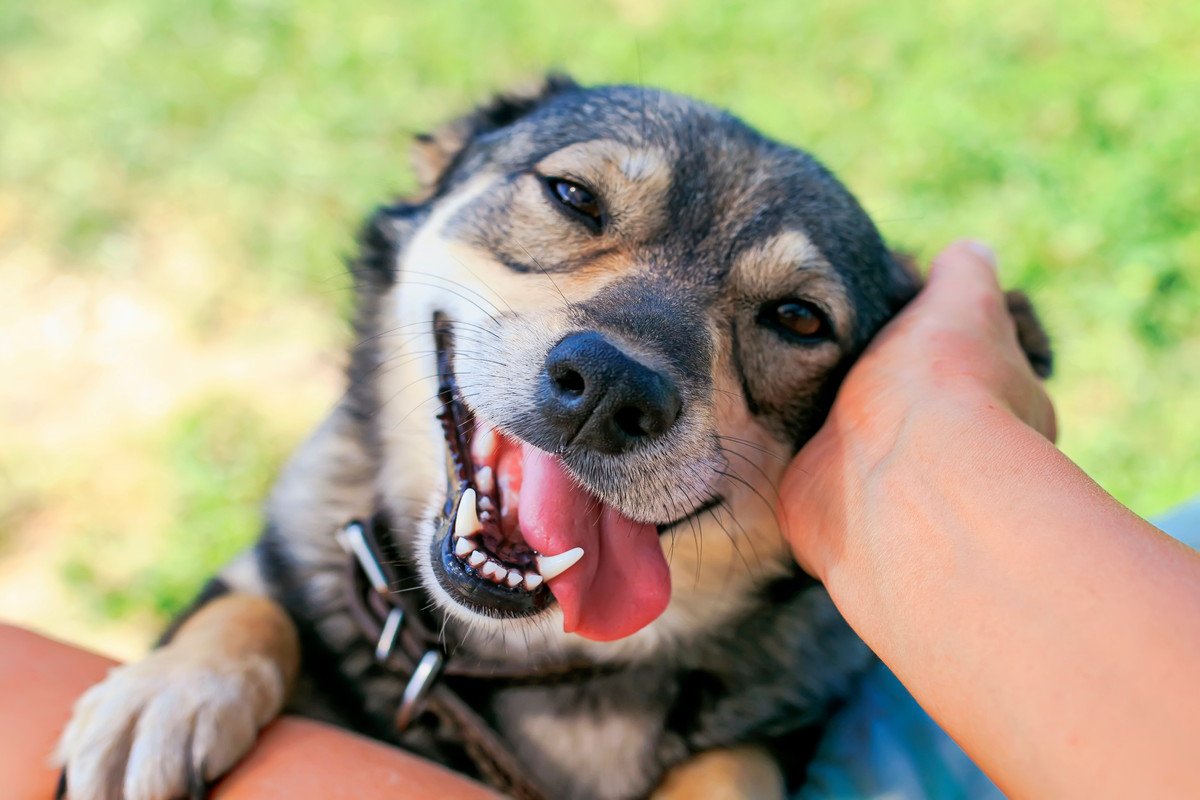 犬が『愛情を感じる行動』4選　愛犬との絆を深めるために積極的に行うべきこととは？