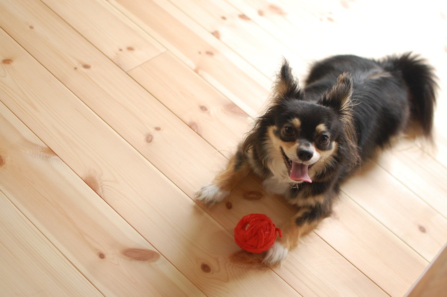 犬種によって好きな遊びが異なる？犬種別で見る遊び方