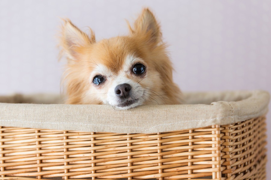 犬の目から涙…悲しいから泣いてるの？