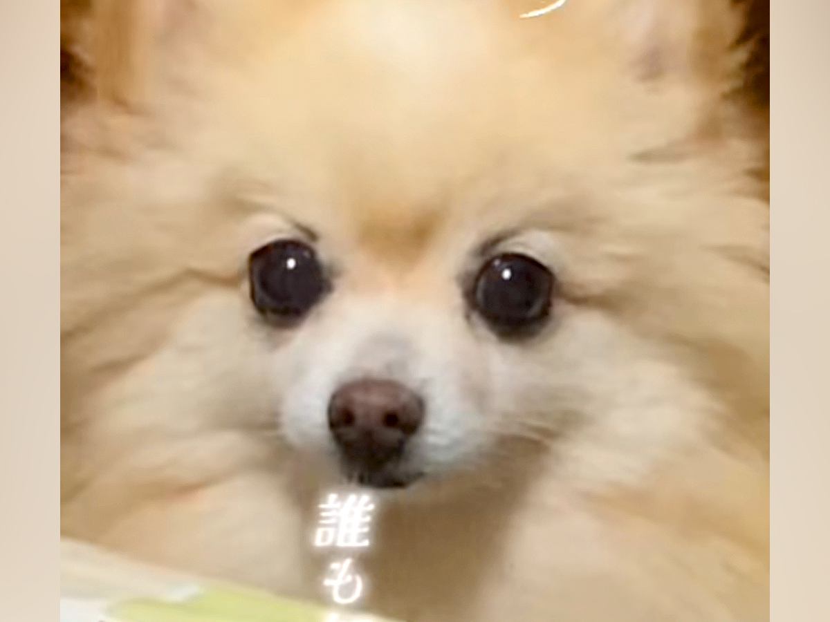 『隅に追い詰めないと捕まらず本気噛みします』と言われた8歳の保護犬…同じ犬とは思えない『驚き変化』に反響「泣けるほど可愛い」「いいお顔」