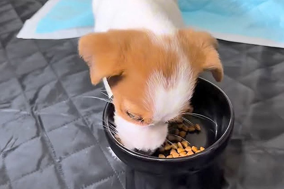 ふと、赤ちゃん犬が『大好きなごはん』を食べるところを撮影→美味しすぎて、食べてる途中で…あまりにも愛おしい『まさかの反応』が110万再生