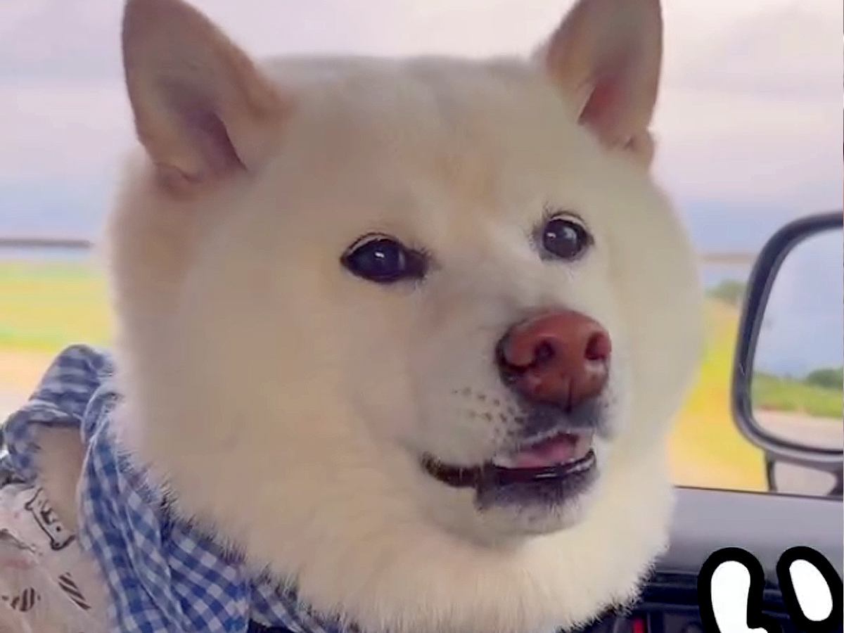 犬友だちと一緒に『お散歩の約束』をした犬→車で待機中、早く到着してしまい…子供のような『かわいすぎる文句』が72万再生「嘘つきからのｗ」