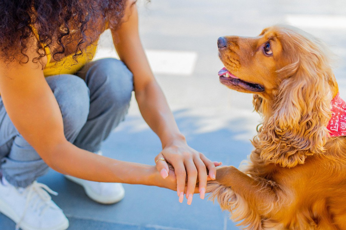 犬が震えている時の心理から紐解く『飼い主が今すぐすべき行動』４選