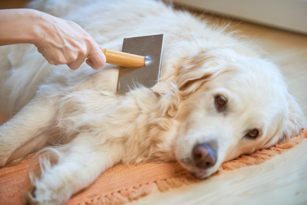 犬の抜け毛の対策方法！おすすめのケア方法から掃除でお役立つグッズまで紹介