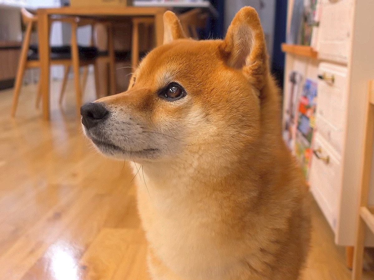 犬に"お留守番"を頼んだら…4年ぶりの『家族がいない日』に見せた行動が切なすぎると176万再生「健気すぎて涙が出る…」と感動の声