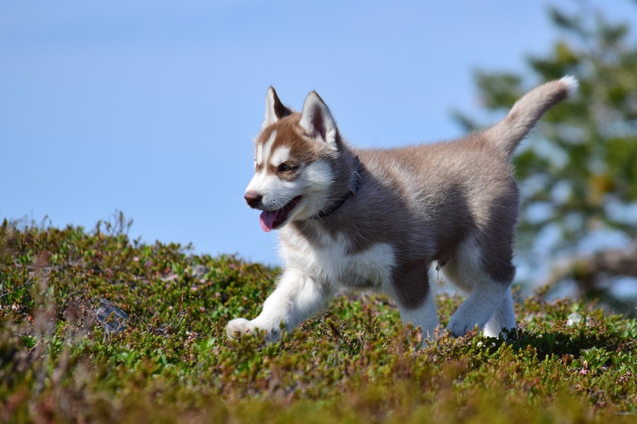 子犬の将来の大きさは予測できる？