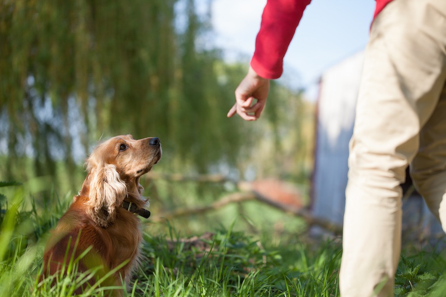 どうしたらやめられる？犬のお散歩中の「拾い食い行動」