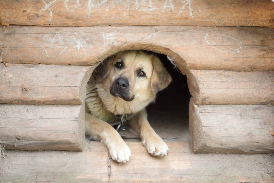 【外でしかトイレしない犬の飼い主さんへ】散歩以外に「トイレ出し」してますか？