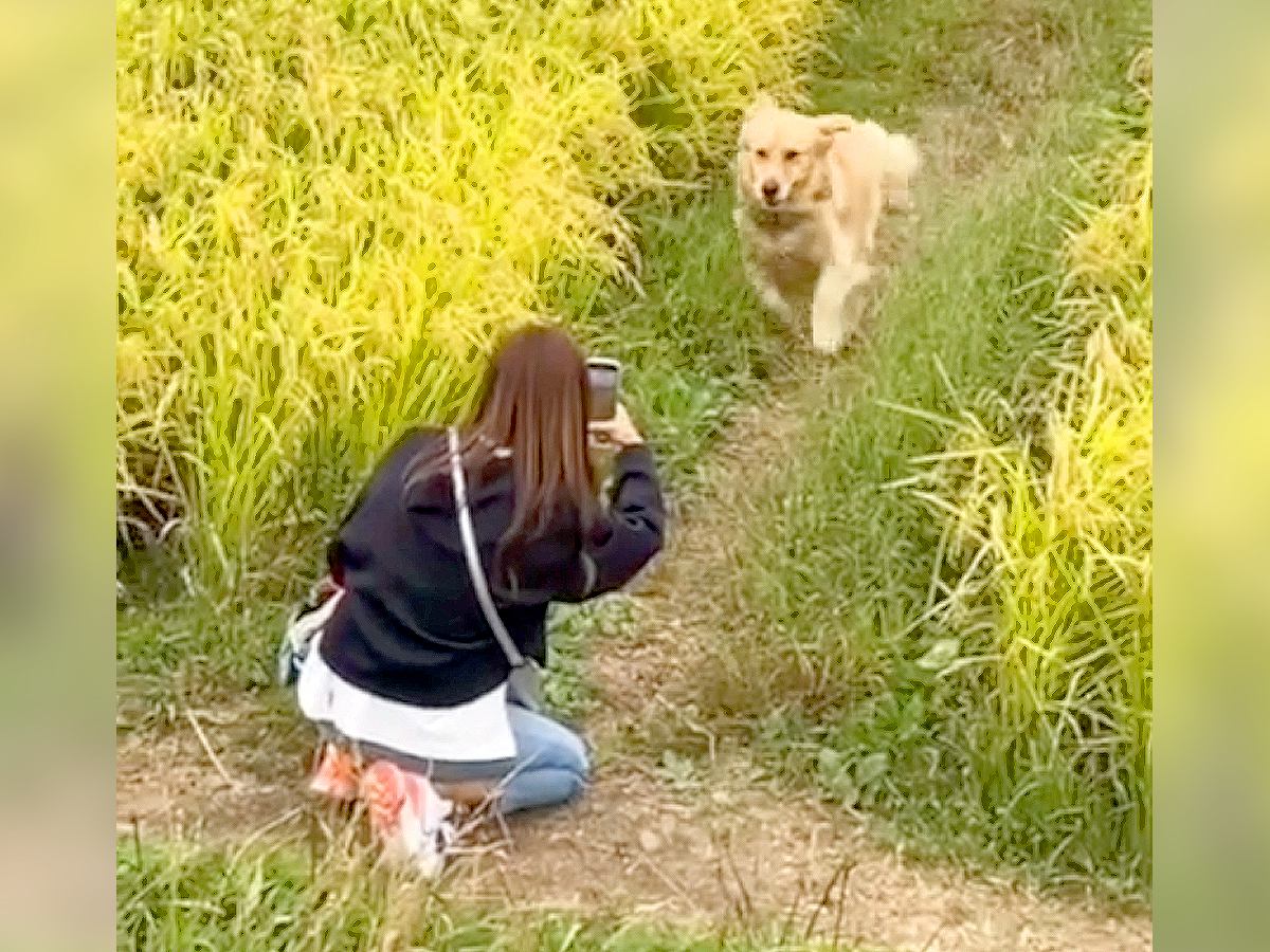 『映画のワンシーン…？』大型犬が家族と再会した結果…コントすぎる『まさかの結末』に爆笑「スルーされてて草」「感動越えた」と2万再生