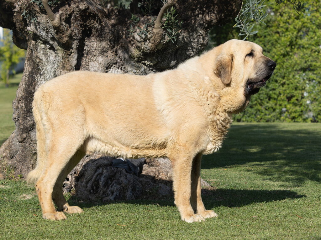 【獣医師監修】スパニッシュ・マスティフってどんな犬種？特徴と性格や飼い方・価格相場まで解説