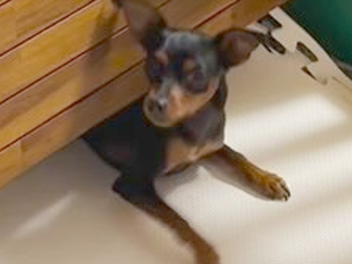 赤ちゃんの側にどうしても行きたい犬→サークルで隔離したものの…『まさかの侵入劇』が1万再生「にゅるーんｗｗ」「可愛すぎる」と絶賛