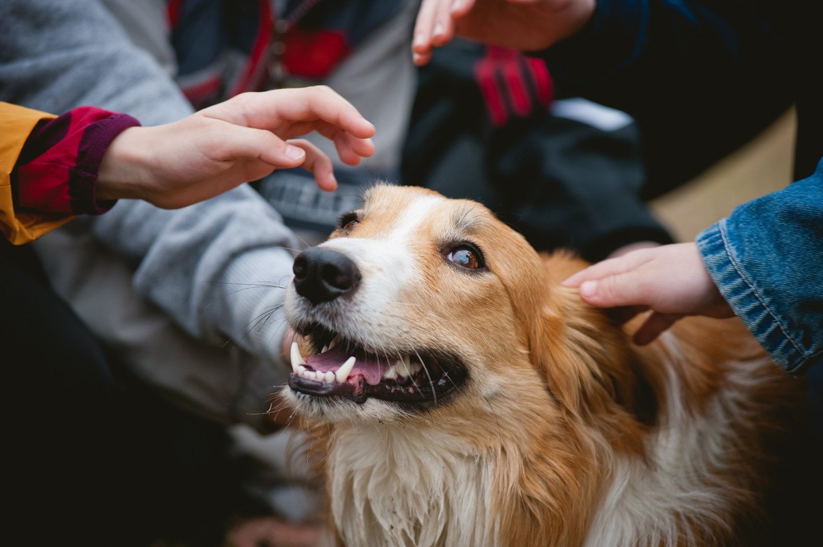 犬に嫌われない方法とは？正しい「犬流挨拶方法」を知って、仲良くなれる方法を身につけよう