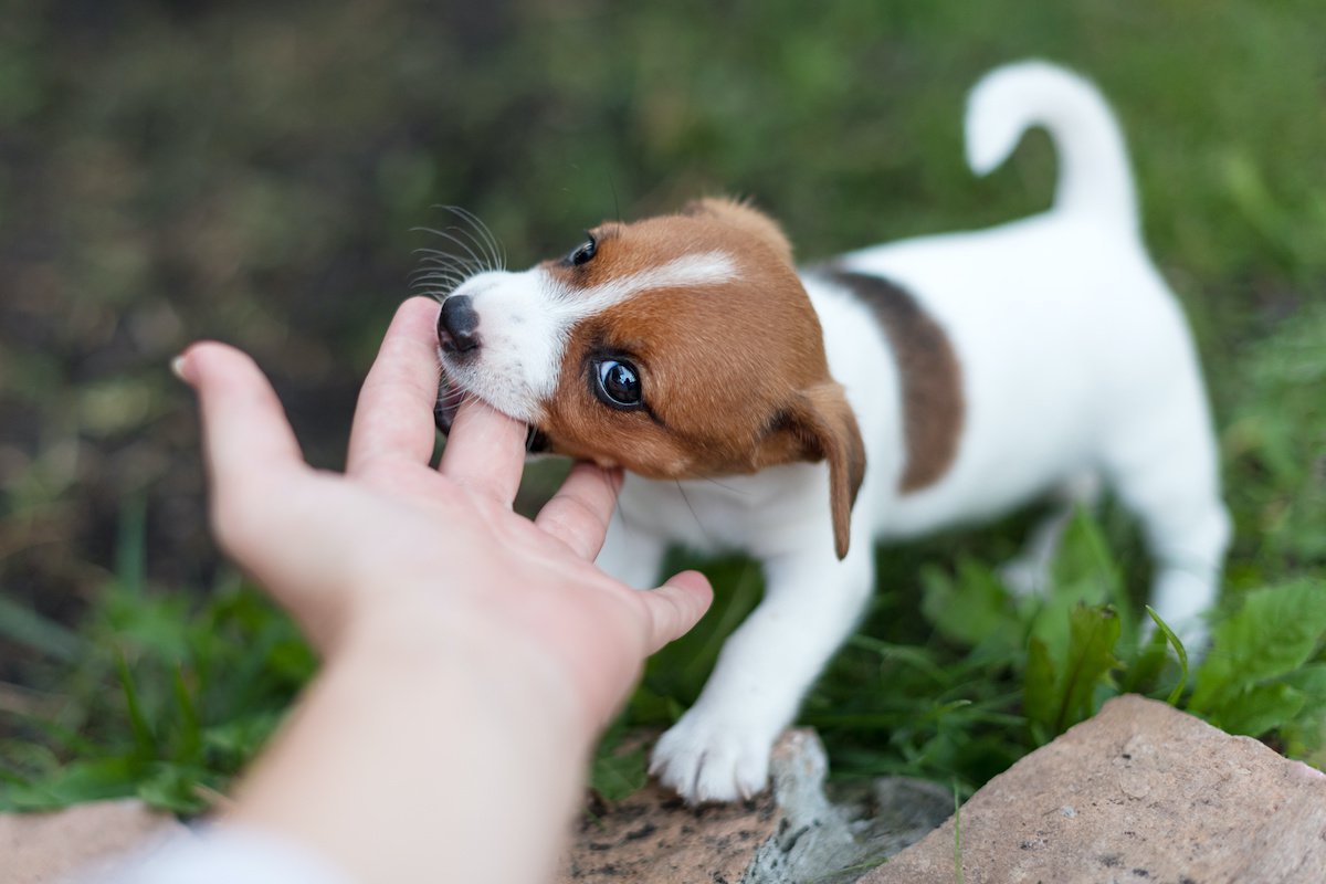 犬が甘噛みをするのは危険？３つの理由としつける方法