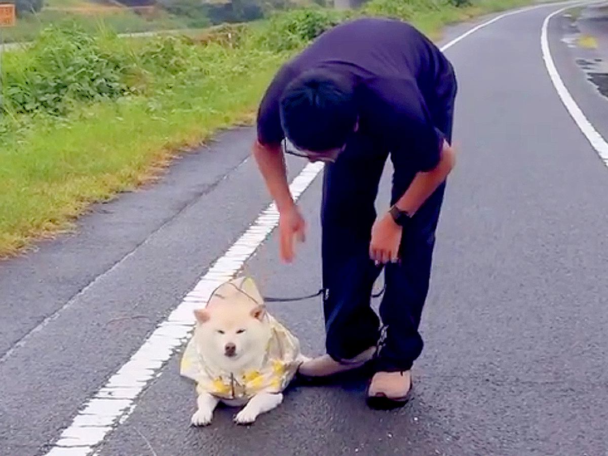 散歩拒否中の犬が『パパに抱っこしてもらえる』とわかった瞬間…『まさかの表情』が確信犯すぎると106万再生「わかりやすｗ」「策士で草」