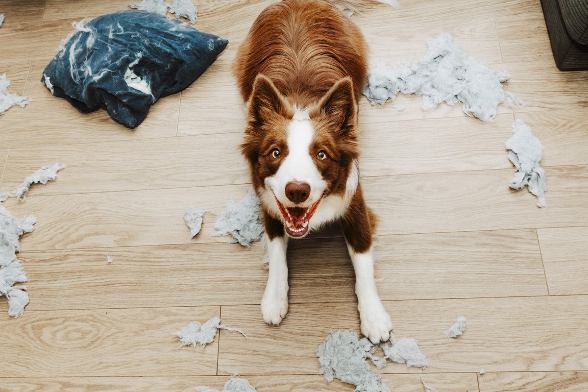 『イタズラしがちな犬種』5選　問題行動を引き起こす要因や止めさせる方法までご紹介