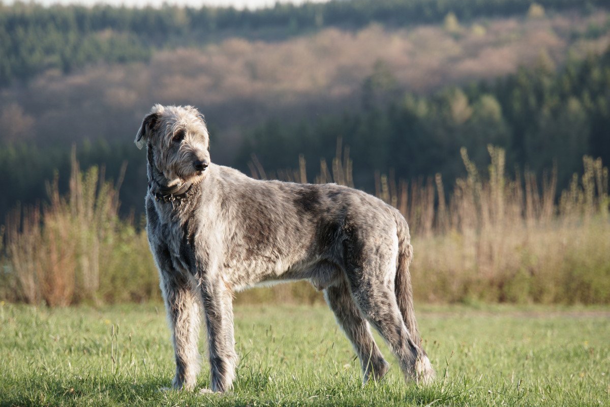 最も身体が大きい犬種5つ　実際に見てみたいギネス記録となった犬もご紹介