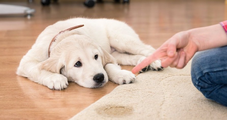 犬がトイレを失敗してしまう理由５選！改善するための対策まで解説